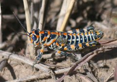 Dactylotum bicolor P1320244a by 
xpda. Used under a CC BY-SA 4.0 license.