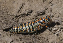 Dactylotum bicolor P1490516a by 
xpda. Used under a CC BY-SA 4.0 license.