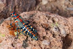 Dactylotum bicolor in New Mexico by Alan Levine from Strawberry, United States. Used under a CC BY-SA 2.0 license.