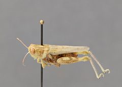 Aeoloplides californicus female CSU ENT0063267 by CSU, Department of Bioagricultural Sciences and Pest Management. Used under a CC0 license.