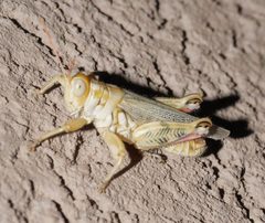 Aeoloplides tenuipennis - inat 391592010 by {{{name}}}. Used under a CC BY-SA 4.0 license.