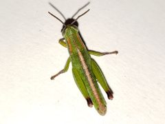 Floritettix aptera - inat 73682398 by {{{name}}}. Used under a CC BY 4.0 license.
