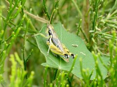 Texas Canyon - Arid Lands Melanoplus by Katja Schulz from Washington, D. C., USA. Used under a CC BY 2.0 license.