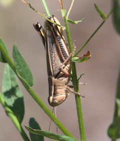 Melanoplus bivittatus P1280701b by 
xpda. Used under a CC BY-SA 4.0 license.