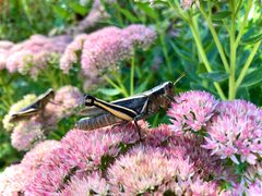 Melanoplus bivittatus on sedum by Dronebogus. Used under a CC BY 4.0 license.