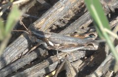 Melanoplus bowditchi - inat 56985007 by {{{name}}}. Used under a CC BY-SA 4.0 license.