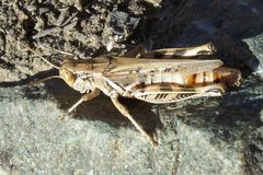 Melanoplus devastator-Female-1 by Eugene Zelenko. Used under a CC BY-SA 4.0 license.