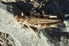 Melanoplus devastator-Female-2 by Eugene Zelenko. Used under a CC BY-SA 4.0 license.