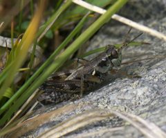 Melanoplus fasciatus P1510392a by 
xpda. Used under a CC BY-SA 4.0 license.