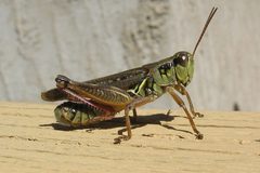 Melanoplus femurrubrum by Gilles Gonthier. Used under a CC BY 2.0 license.