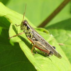 Melanoplus femurrubrum 20070903 by Gilles Gonthier. Used under a CC BY 2.0 license.