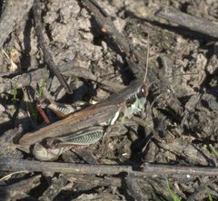 Melanoplus femurrubrum P1110079a by 
xpda. Used under a CC BY-SA 4.0 license.
