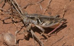 Melanoplus femurrubrum P1320790a by 
xpda. Used under a CC BY-SA 4.0 license.