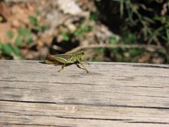 Melanoplus femurrubrum Zion National Park by Leyo. Used under a CC BY-SA 3.0 ch license.