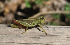 Melanoplus femurrubrum Zion National Park crop by Leyo. Used under a CC BY-SA 3.0 ch license.