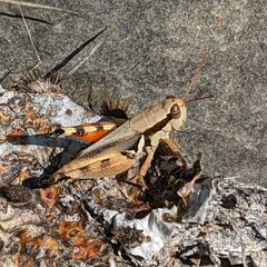 Melanoplus glaucipes - inat 141246003 by {{{name}}}. Used under a CC BY 4.0 license.