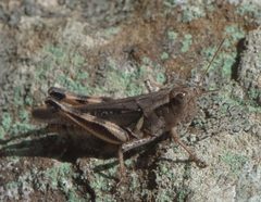 Melanoplus keeleri by Robert Webster. Used under a CC BY-SA 4.0 license.