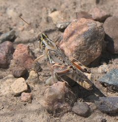 Melanoplus occidentalis P1210668a by Robert Webster
Depicted place: Colorado. Used under a CC BY-SA 4.0 license.