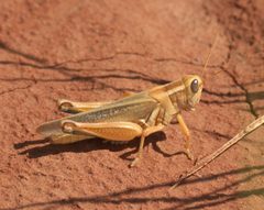 Melanoplus packardii P1470016a by 
xpda. Used under a CC BY-SA 4.0 license.