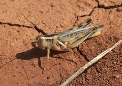 Melanoplus packardii P1470018a by 
xpda. Used under a CC BY-SA 4.0 license.