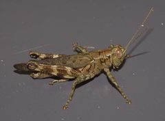 Melanoplus punctulatus P1010365a by 
xpda. Used under a CC BY-SA 4.0 license.