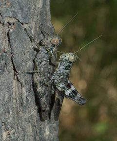 Melanoplus punctulatus P1250267a by 
xpda. Used under a CC BY-SA 4.0 license.