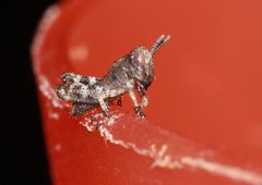 Melanoplus punctulatus pine tree spur-throat by Paul Harrison. Used under a CC BY-SA 4.0 license.
