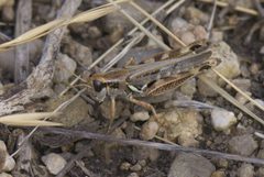 Melanoplus P1510033a by 
xpda. Used under a CC BY-SA 4.0 license.
