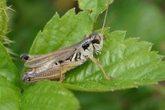 Melanoplus borealis - inat 287959551 by {{{name}}}. Used under a CC BY 4.0 license.