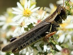 Melanoplus sanguinipes-female by Peterwchen. Used under a CC BY-SA 4.0 license.