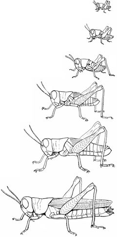 Snodgrass Melanoplus atlanus by wikipedia. Used under a Public domain license.