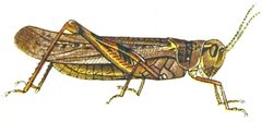 Melanoplus spretusAnnReportAgExpStaUM1902B by Julius Bien
. Used under a Public domain license.