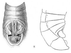 Melanoplus spretusProcUSNMV20P012-8-B by (illustrator). Used under a Public domain license.