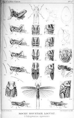 Melanoplus spretusUSEntCommV1P01AA1 by J. H. Emerton (illustrator). Used under a Public domain license.