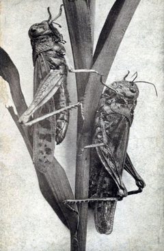 Minnesota locusts by Jacoby's Art Gallery. Used under a Public domain license.