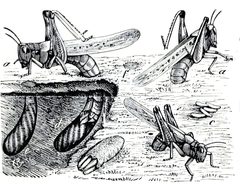Rocky Mountain Locust oviposition by Charles Valentine Riley. Used under a Public domain license.