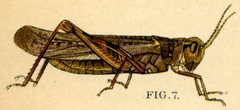 Rocky Mountain locust by Julius Bien (1826-1909) biography. Used under a Public domain license.