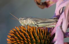Melanoplus yarrowii by Calibas. Used under a CC BY-SA 4.0 license.