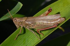 Melanoplus yarrowii-Female-1 by Eugene Zelenko. Used under a CC BY-SA 4.0 license.