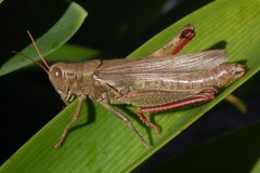 Melanoplus yarrowii-Female-2 by Eugene Zelenko. Used under a CC BY-SA 4.0 license.
