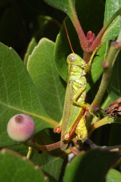 Melanoplus yarrowii-Male-1 by Eugene Zelenko. Used under a CC BY-SA 4.0 license.
