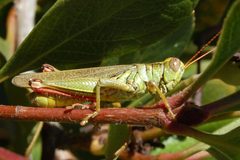 Melanoplus yarrowii-Male-2 by Eugene Zelenko. Used under a CC BY-SA 4.0 license.
