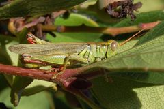 Melanoplus yarrowii-Male-3 by Eugene Zelenko. Used under a CC BY-SA 4.0 license.