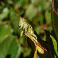 Melanoplus yarrowii-Male-4 by Eugene Zelenko. Used under a CC BY-SA 4.0 license.