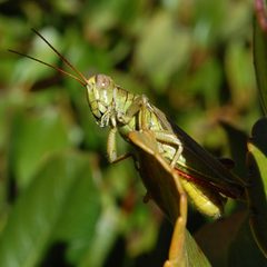 Melanoplus yarrowii-Male-5 by Eugene Zelenko. Used under a CC BY-SA 4.0 license.
