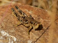 Oedaleonotus borckii by Sterling Sheehy. Used under a CC BY 4.0 license.