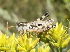 Oedaleonotus orientis by Jorge Ayón. Used under a CC BY-SA 4.0 license.
