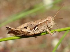 Oedaleonotus pacificus by Rick Wachs. Used under a CC BY 4.0 license.
