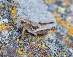 Oedaleonotus phryneicus by Zack Abbey. Used under a CC BY 4.0 license.