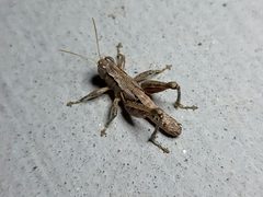 Oedaleonotus tenuipennis by Daniel. Used under a CC BY 4.0 license.